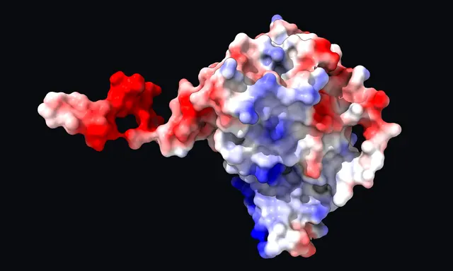 EGFR molecular surface colored red, white and blue to show negatively and positively charged regions.