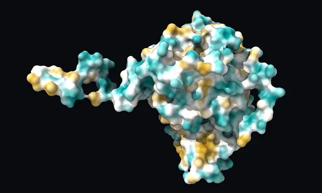 Molecular surface of EGFR colored cyan, white and gold to show hydrophilic and hydrophobic regions.